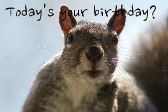 Funny Happy BirtHDay Widescreen Wallpaper Hivewallpaper