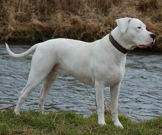 Dogo Argentino Catch Dog Hunting Critter Management