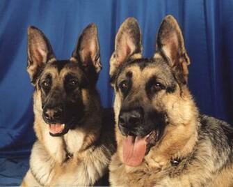 German Shepherd Dogs Photo And Wallpaper Beautiful