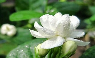 Jasmine Flower Background HD Walls