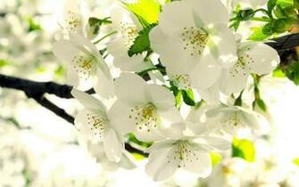 Apple Blossom Wallpaper And Image Pictures Photos