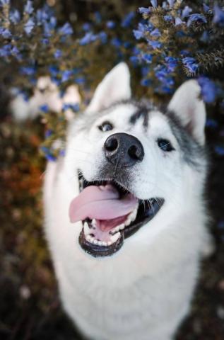 Handsome Triumpher Siberian Husky