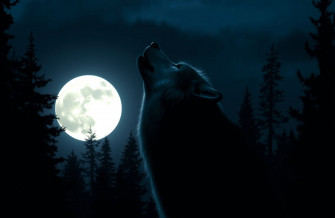 Howling Wolf Wallpaper