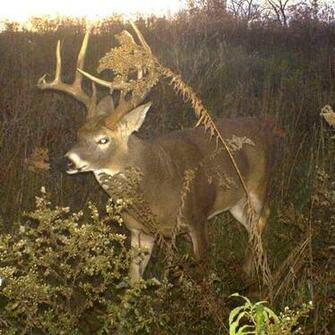 Deer Hunting Background Funny Doblelol