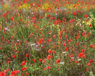 Wildflower Meadow Wallpaper Enjoy