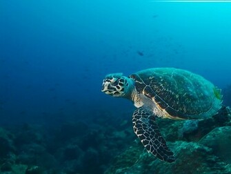 Deep Ocean Wallpaper HD
