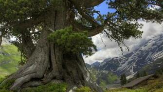 Trees Image Wallpaper Photos
