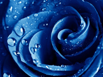 Dark Blue Rose Abstract Wallpaper