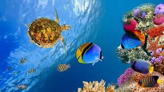 Underwater Landscape 4k Ultra HD Wallpaper Net