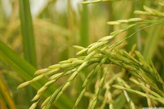 Golden Rice 4k HD Desktop Wallpaper For Ultra Tv Wide