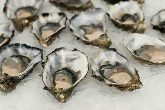 HD Wallpaper Raw Oysters With Ice Shell Fish Seafood Fresh