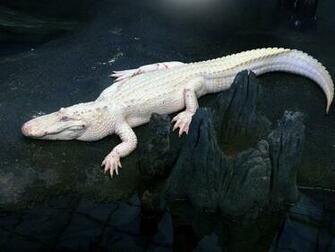 White Alligator HD Wallpaper