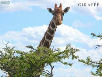 Giraffe Wallpaper For Desktop HD