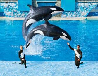 Seaworld Orlando Shamu Attack Wallpaper