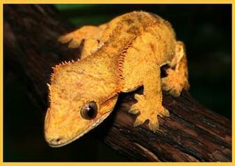 Crested Gecko Wallpaper By Mustache