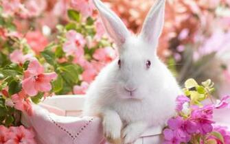 Easter Basket Bunnies Bunny Flower Flowers