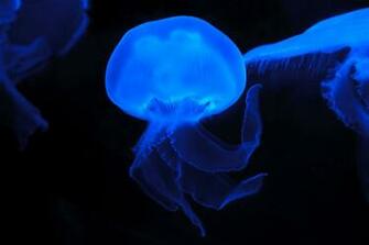 Moon Jellyfish Wallpaper X