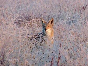 Coyote Wallpaper