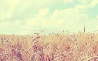 Summer Wheat Flower Wallpaper Windows