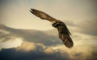 Hawk Wallpaper