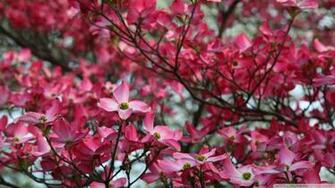 Pink Tree Wallpaper