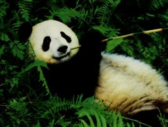 Beautiful Panda Bear Wallpaper Desktop HD