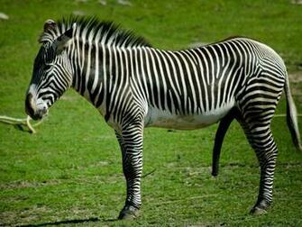 Zebra Wallpaper