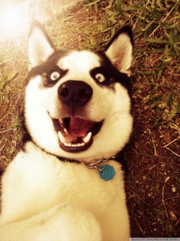 Atreyu Siberian Husky Dog Ultra HD Desktop Background Wallpaper