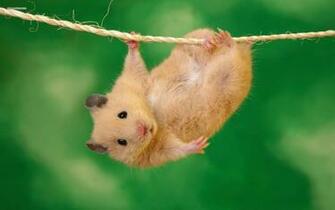 Hamsters Achtergronden Dieren HD Hamster Wallpaper Foto Jpg