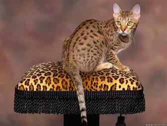 Cat In The World Chocolate Ocicat Background