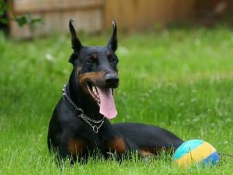 Desktop Wallpaper Gallery Animals Doberman Pinscher