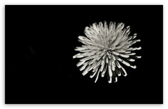 Dandelion Wallpaper