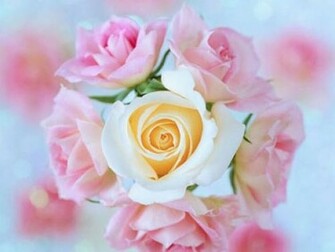 Cool Background Flowers And Flower Wallpaper