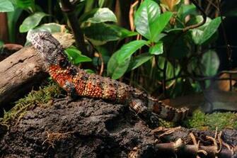 Chinese Crocodile Lizard Wallpaper Background