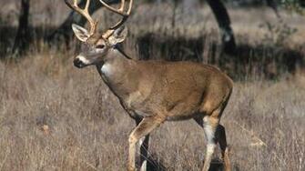 Pointer Whitetail Deer Wallpaper Hq