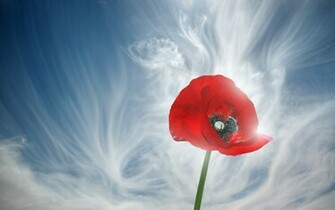 From Poppy Flower Wallpaper This