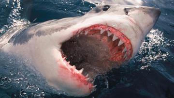 Survive A Shark Attack Cnn Travel