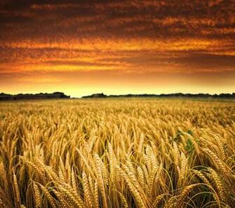 Ultra HD Rice Wallpaper Oev286h 4usky