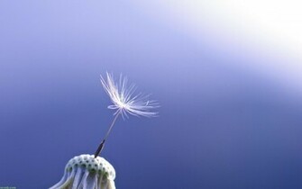 Dandelion Flowers Wallpaper HD Pictures One