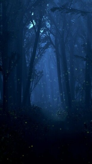Dark Forest Wallpaper iPhone