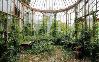 Green Vine Plants Nature Greenhouse HD Wallpaper
