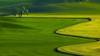 Elegant Green Field Desktop Wallpaper HD