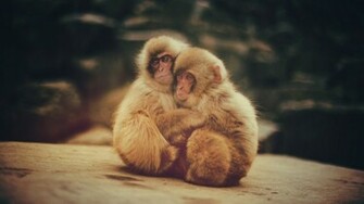 Monkey Computer Wallpaper Desktop Background Id