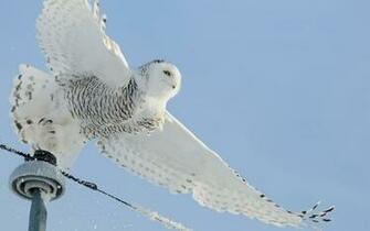 White Owl Wallpaper