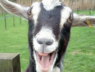 Funny Pictures Wallpaper Animals Very