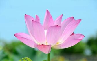 Pink Lotus Flower Wallpaper