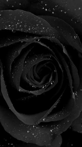 Black Rose Wallpaper Enjpg