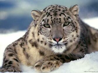Big Cats Wallpaper Prints Posters Desktop