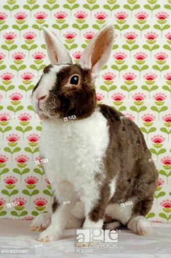 Dwarf Rabbit Oryctolagus Cuniculus F Domestica Rex