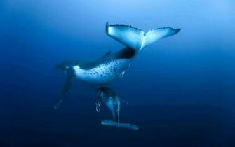 Samsung S8 Whale Wallpaper Fitrini S